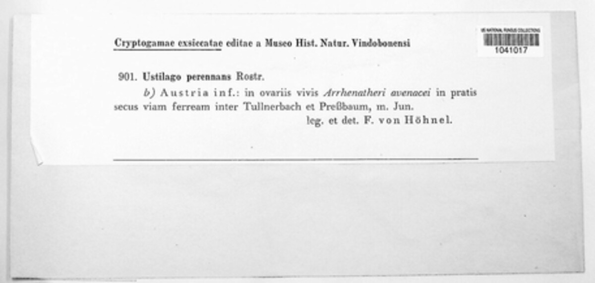 Ustilago avenae image